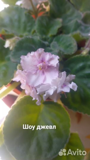 Фиалки разные сорта