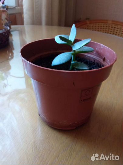 Толстянка(денежное дерево)