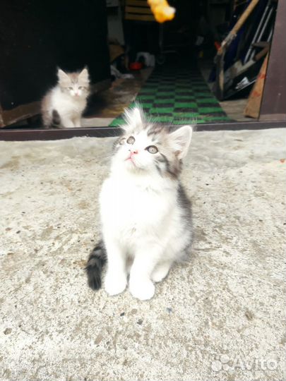 Котята в добрые руки