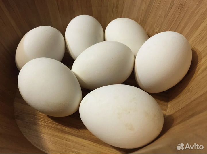 Инкубационые яйца гусей