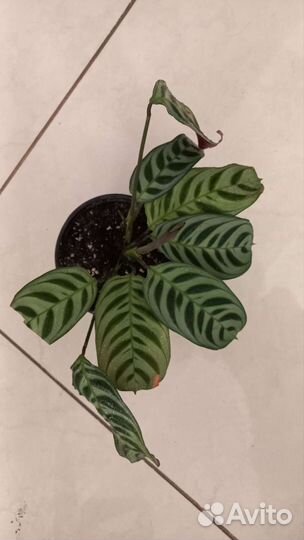 Ктенанта Бурле Маркс