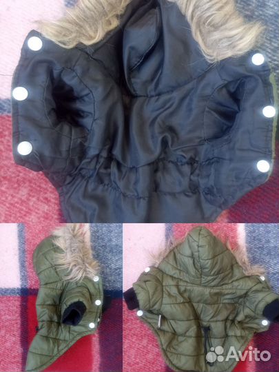 Одежда для собак