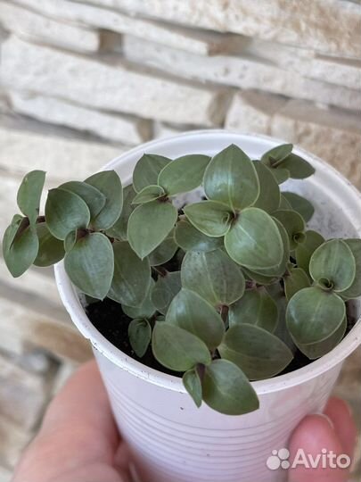 Каллизия Бьянка, Пурпурная