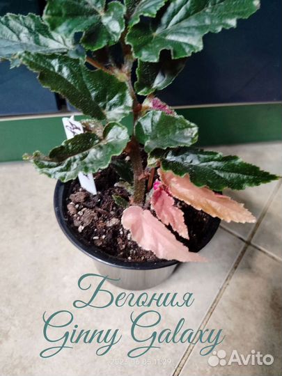 Растения комнатные