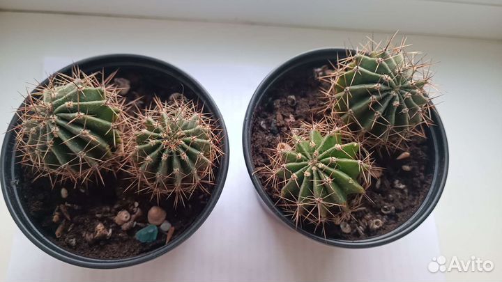 Кактус эхинопсис