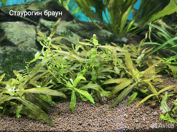 Аквариумные растения прополка