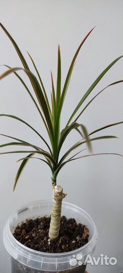 Традесканция разноцветная. Драцена. Брейния