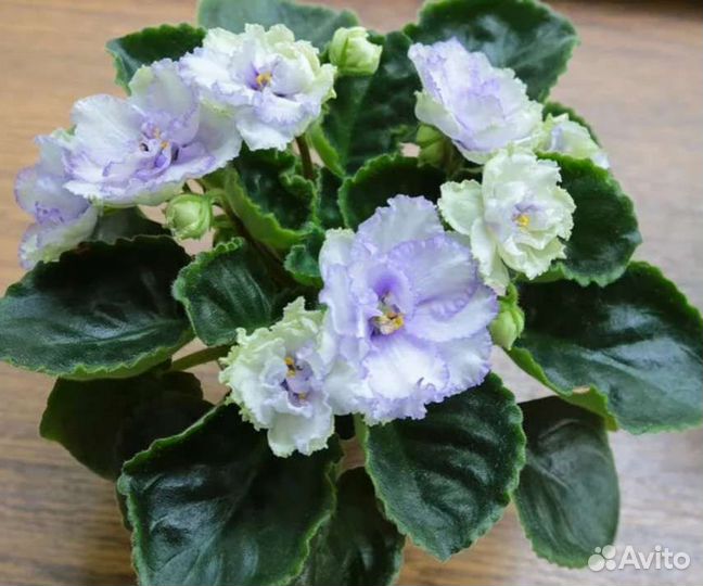 Листы фиалок свежий срез