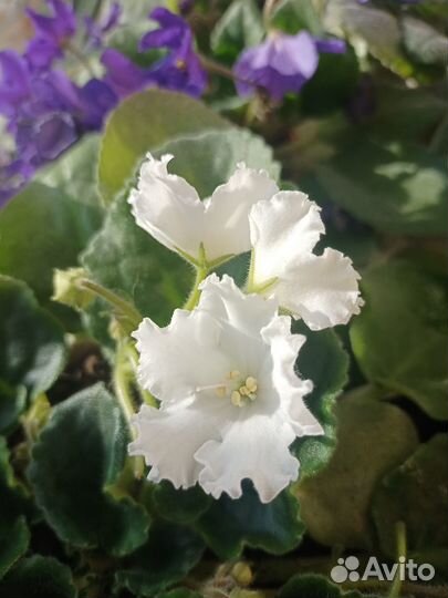 Фиалка Студенческая