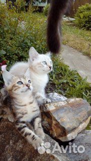 Бенгальские котята