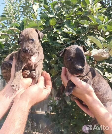 Щенки Амстафф