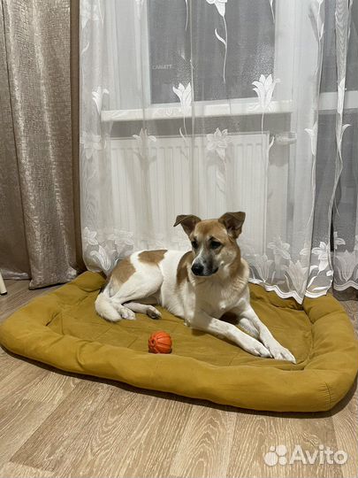 Передержка собак И кошек В частном доме