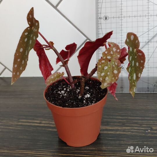 Бегония Макулата в горшке