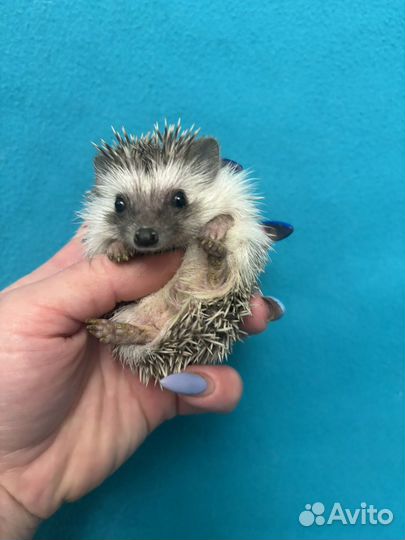 Африканские ежи - ручные ежата. Питомник. Доставка