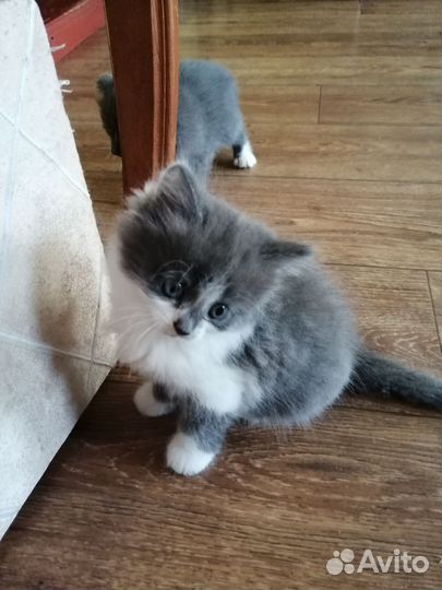 Котята мейнкуна
