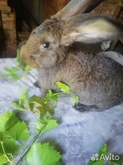 Кролики