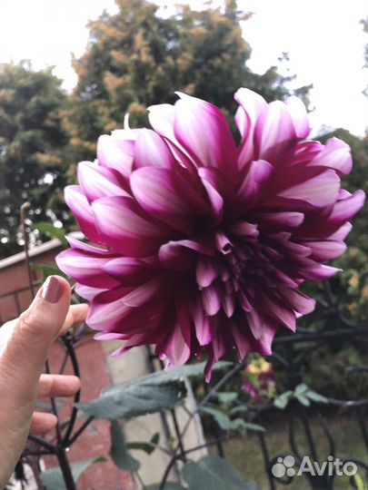 Георгины корни