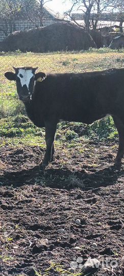 Бычки и телка