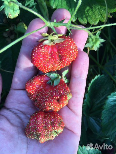 Земклубника