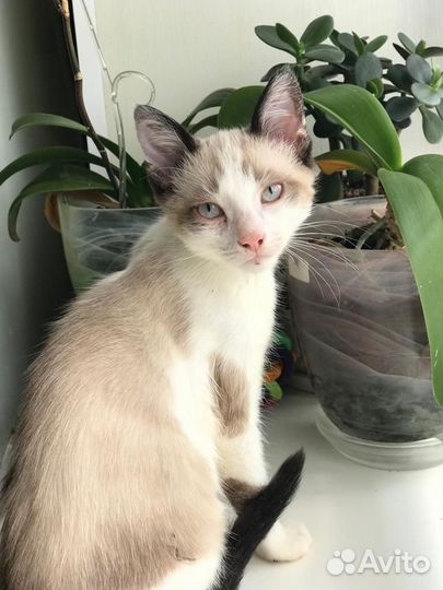 Котёнок голубоглазый мальчик