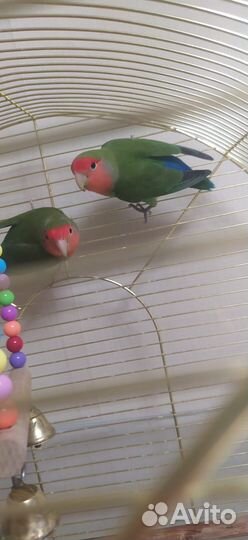 Попугаи - неразлучники