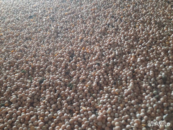 Горох, Овёс, ячмень, пшеница 2023