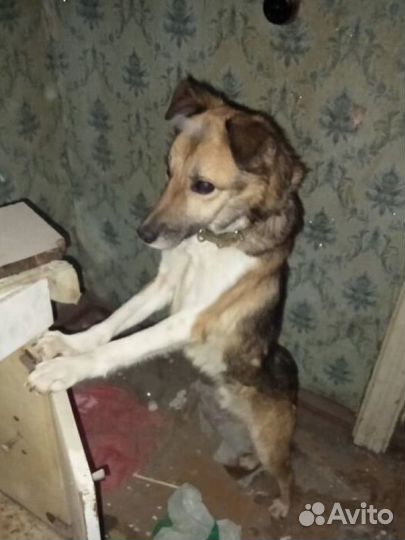 Собака в добрые руки