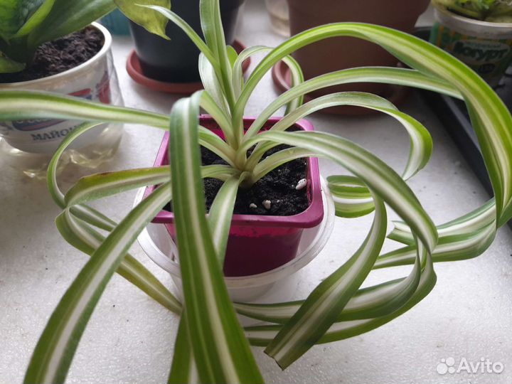 Хлорофитум