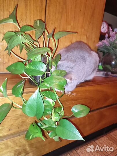 Цветок за сахар по Королеву привезу