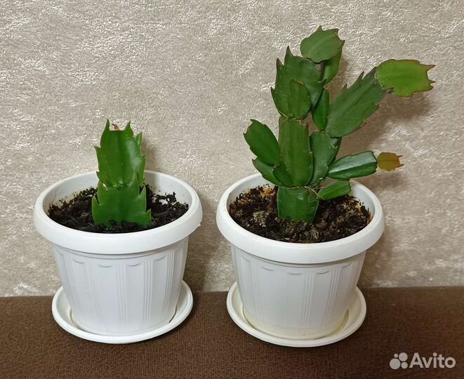 Цветок декабрист разный