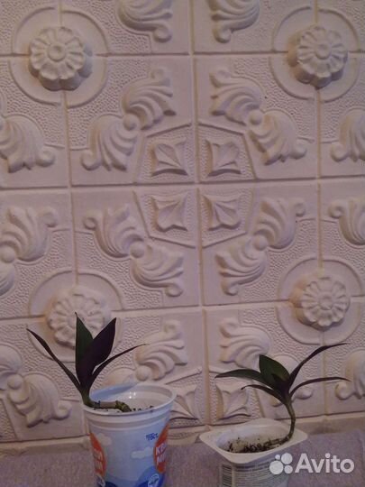 Традисканция Рэо