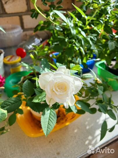 Комнатные цветы роза