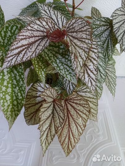 Бегонии тростниковые кейн