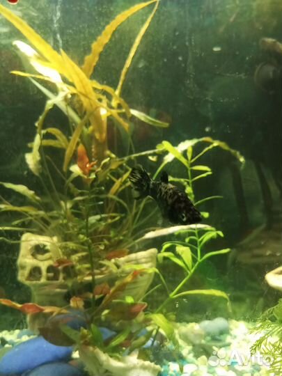 Моллинезия