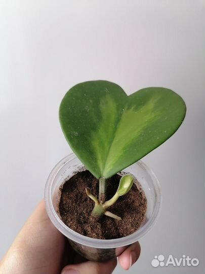 Фикус, хойя, клеродендрум, шлюмбергера