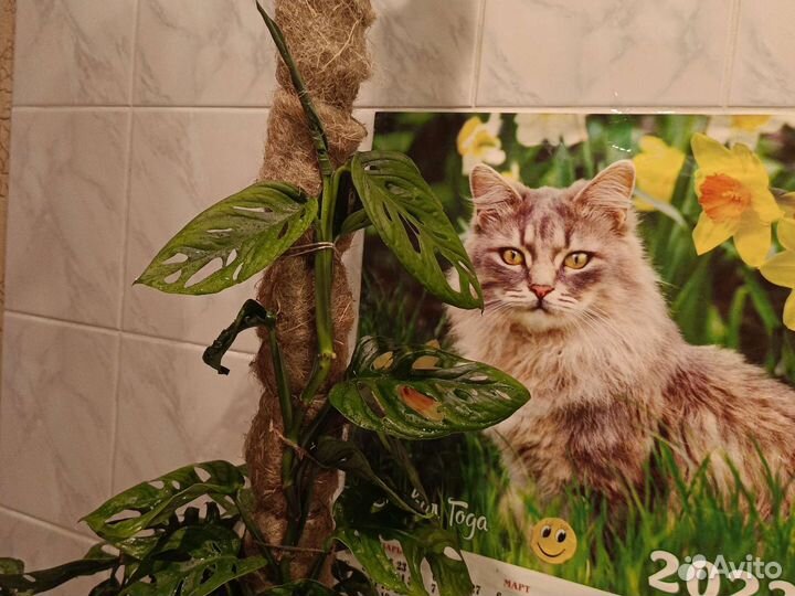 Комнатное растение, Монстера Адансона