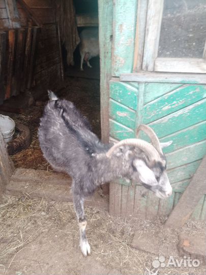 Козы дойные