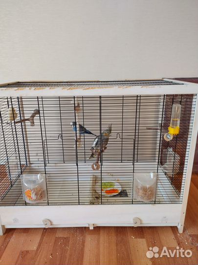 Пара попугаев