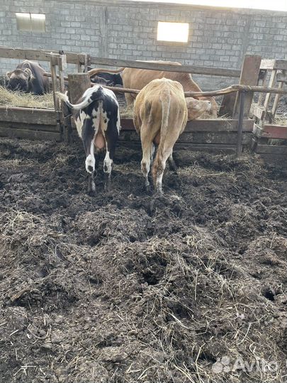 Бычки и Телочки