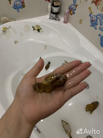 Улитки ахатины