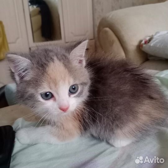 Трехцветный котенок девочка