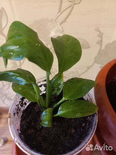 Спатифиллум