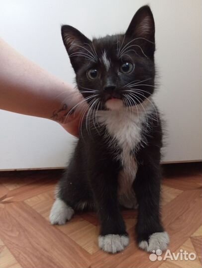 Кошки в добрые руки бесплатно