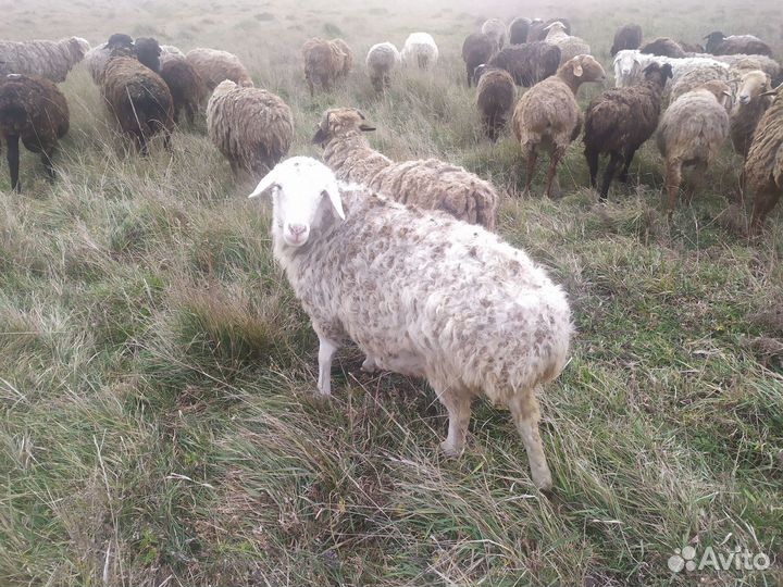 Овцы бараны на мясо