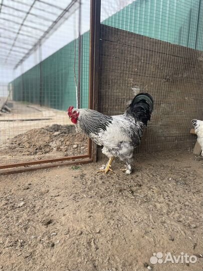 Инкубационное яйцо брама