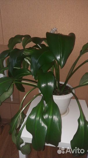 Комнатные растения цветы