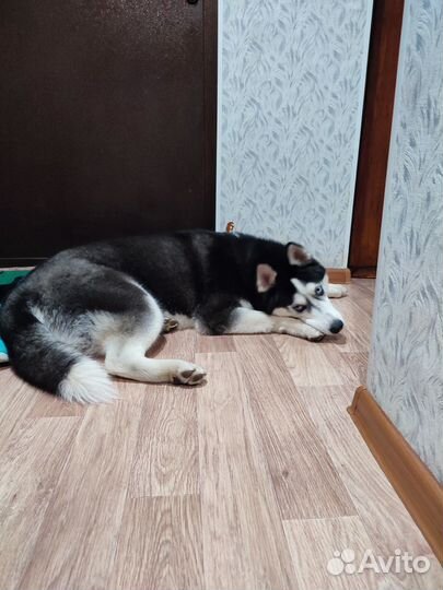 Отдам бесплатно щенка