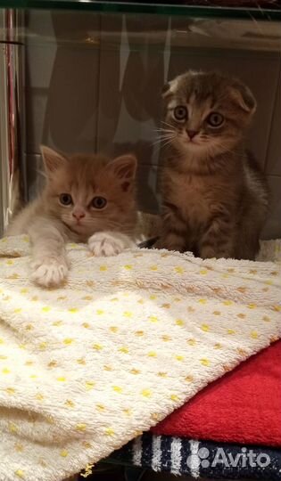 Шотландские котята