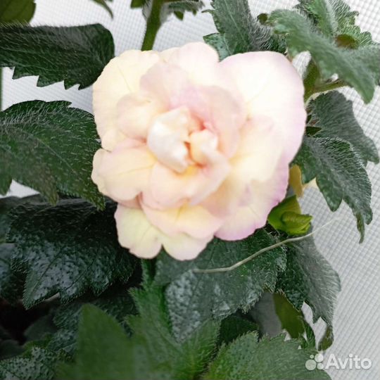 Ризомы ахименесов