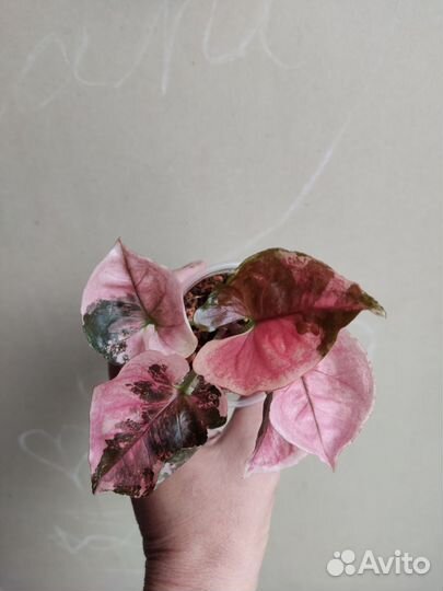 Сингониум клубничный лед galaxy